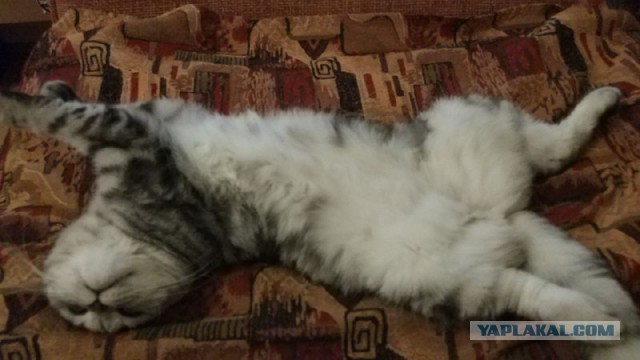 Котовторник  06.03.2018