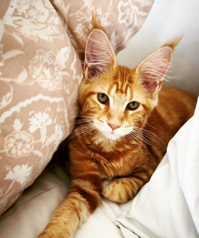 Котовторник 20.03.2018