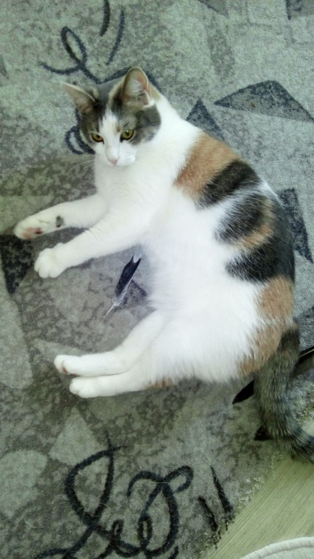 Котовторник