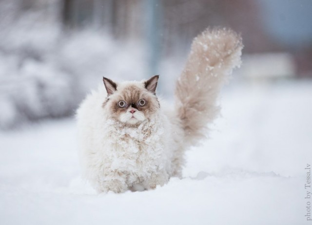 Кот без прикрас