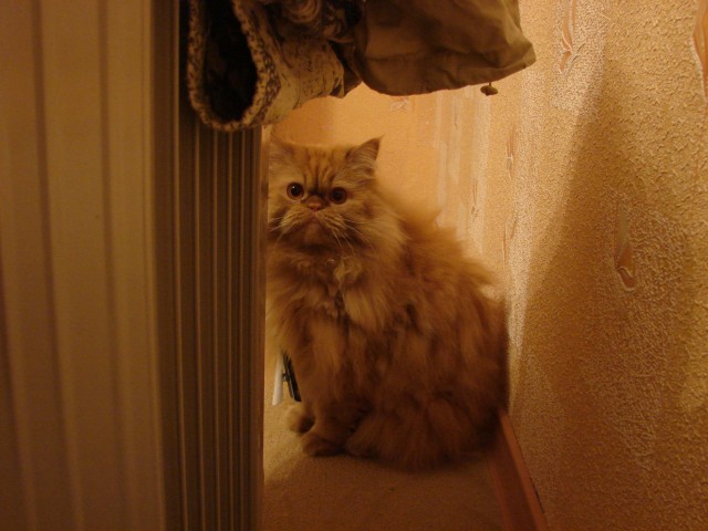 Котомет на вторник (15.04.2008)