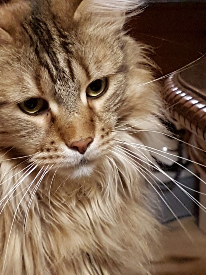 Котовторник 19.06.2018