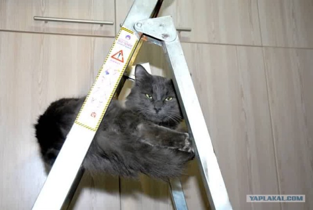 Котовторник (16.09.08)