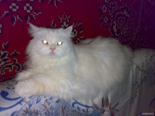Котовторник: Кошки гаваны и другие!