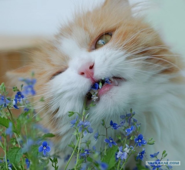 Котовторник - С праздником, котоводы!