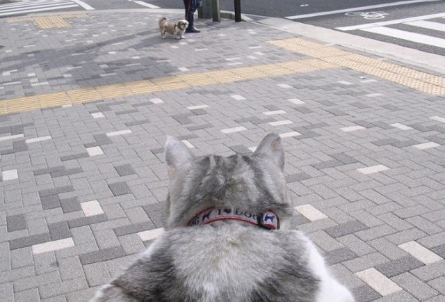 Котовторник стартует