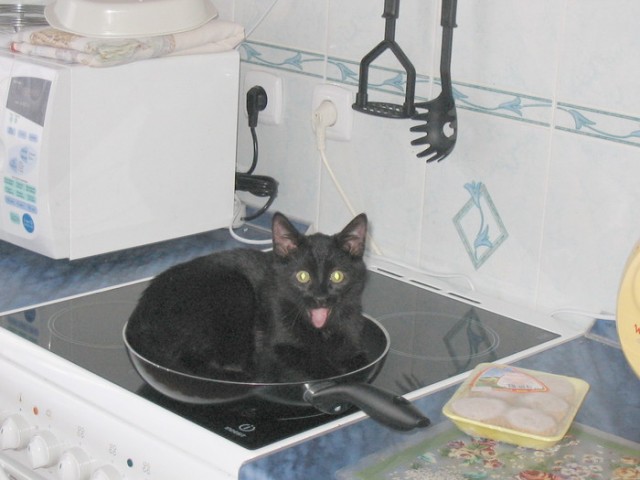 Котовторник объявляется открытым!