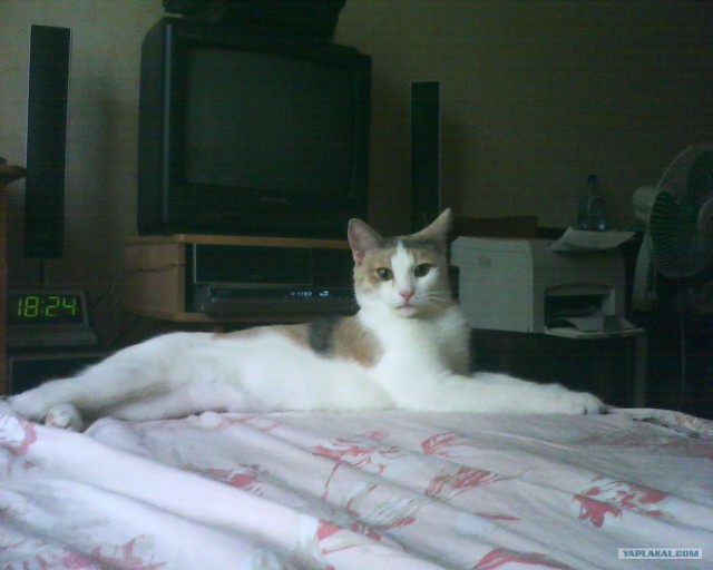 Коты до и после