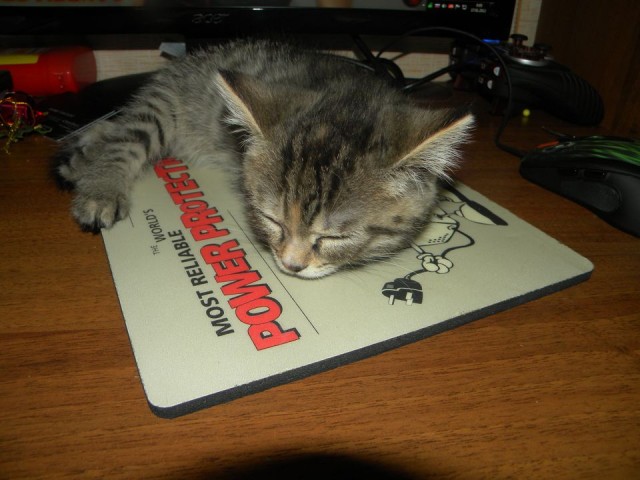 Котовторник 17 января