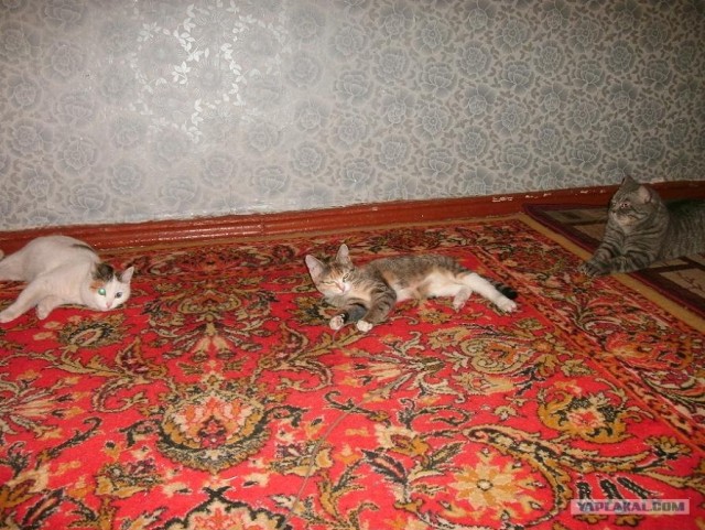 Котовторник (07.02.2012)