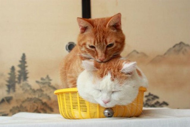 Котовторник (21.02.2012)