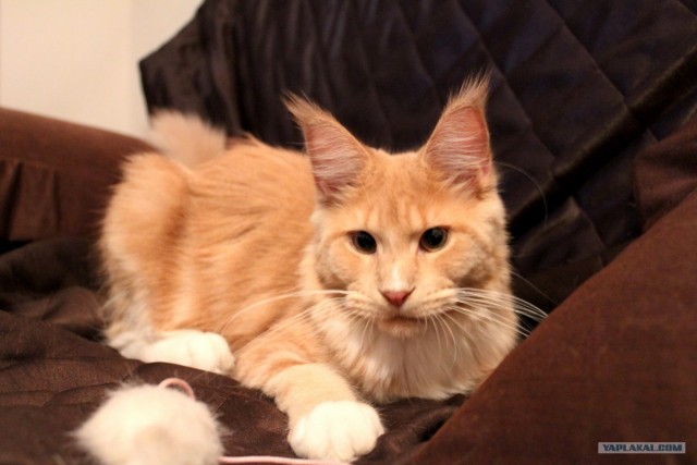 Котовторник 27.03.2012