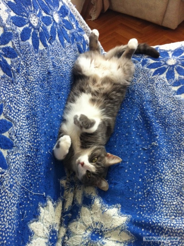Котовторник  от 3.04.2012