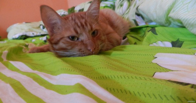 Котовторник 31.07.2012 г.