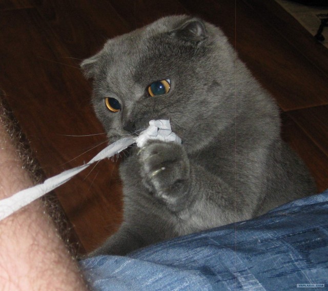 Котовторник  14.08.2012.