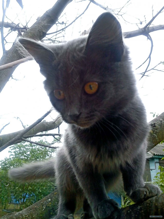 Котовторник 30.10.2012