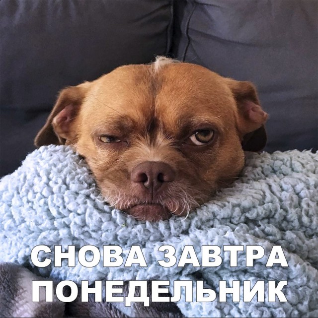Милые животные. Мимиметр сломался