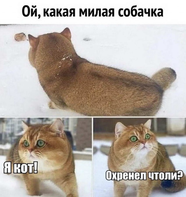 Картинки с котами и про котов