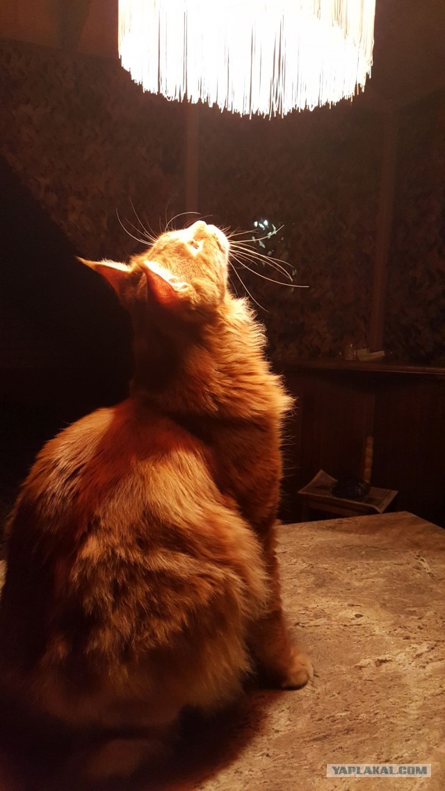 ЯП в кошках