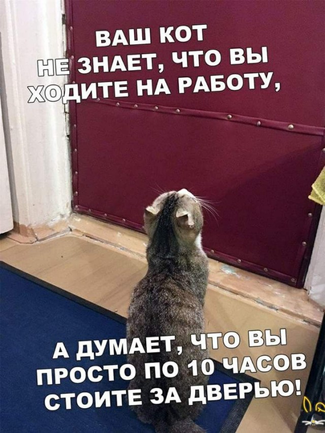 Зачем человеку кот