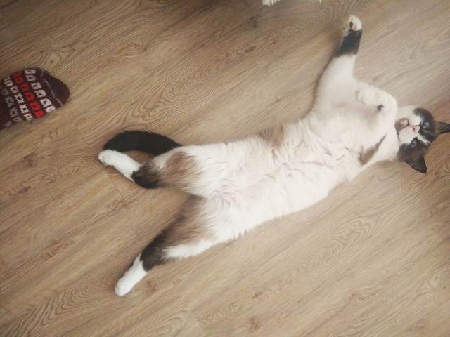 Котовторник 14.07.2020