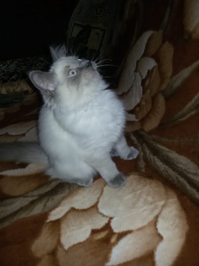 Котовторник же...