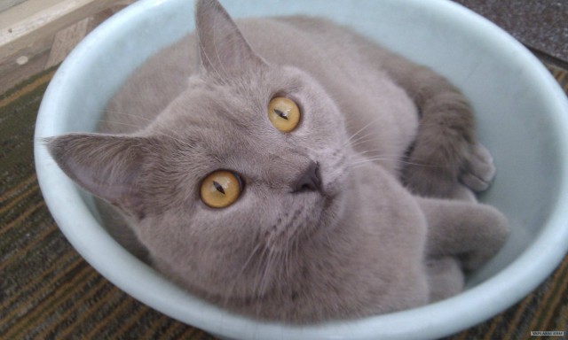 Шотландский вислоухий просится на обнимашки