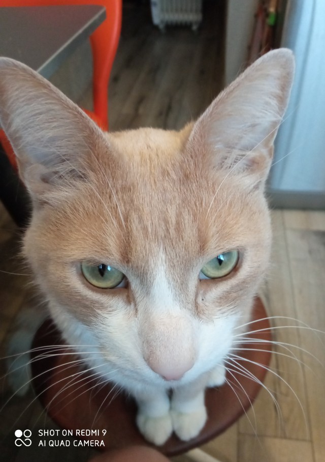 Котовторник же!