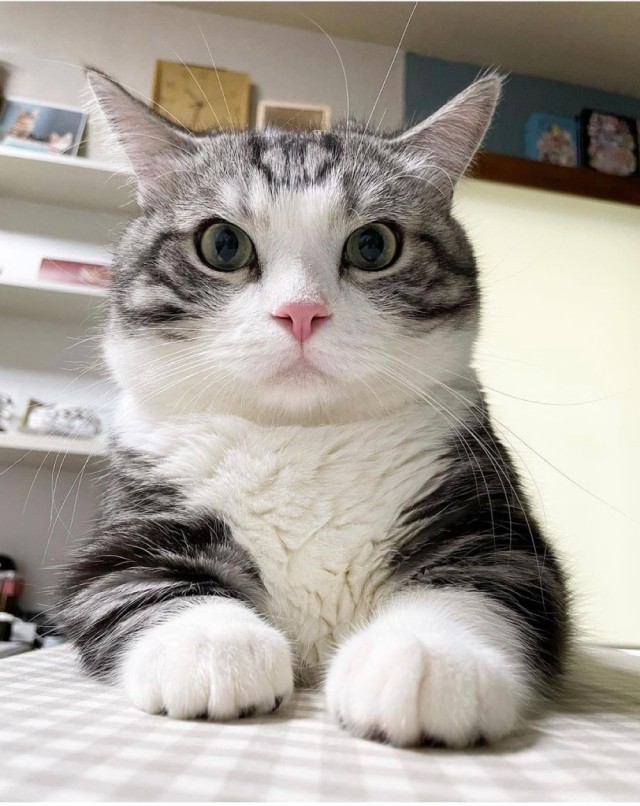 Котовторник (свои добавляем)