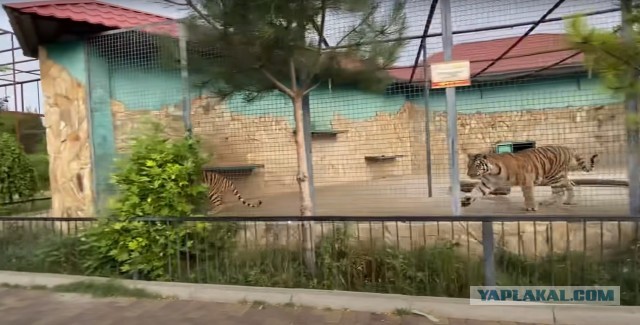 Тигр откусил палец ребенку в сафари-парке «Тайган» в Крыму