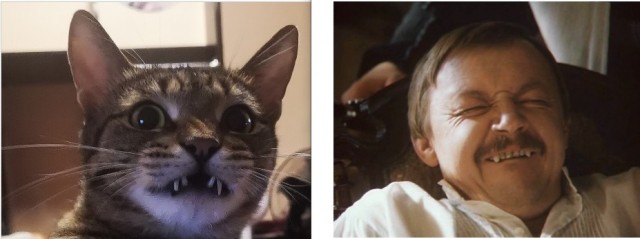 Котовторник