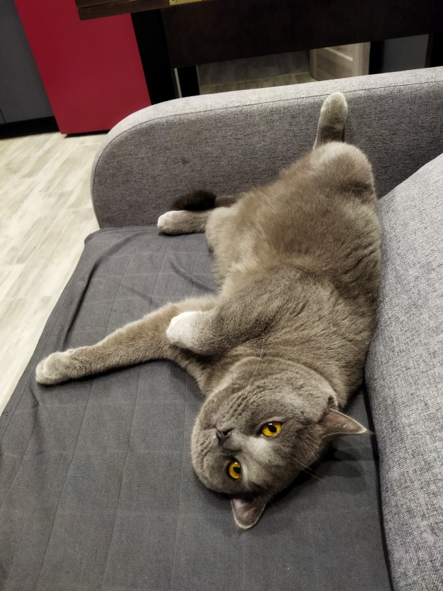 Котовторник