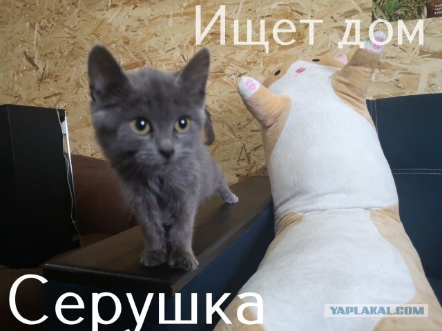 Жизнь домашнего приюта "Котоленд" 308