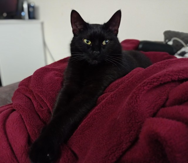 Котовторник так котовторник