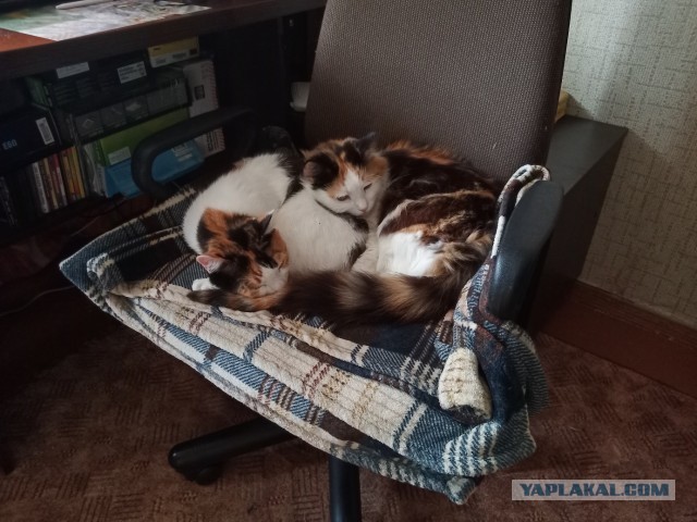 Наш защитник. Котовторнику посвящается