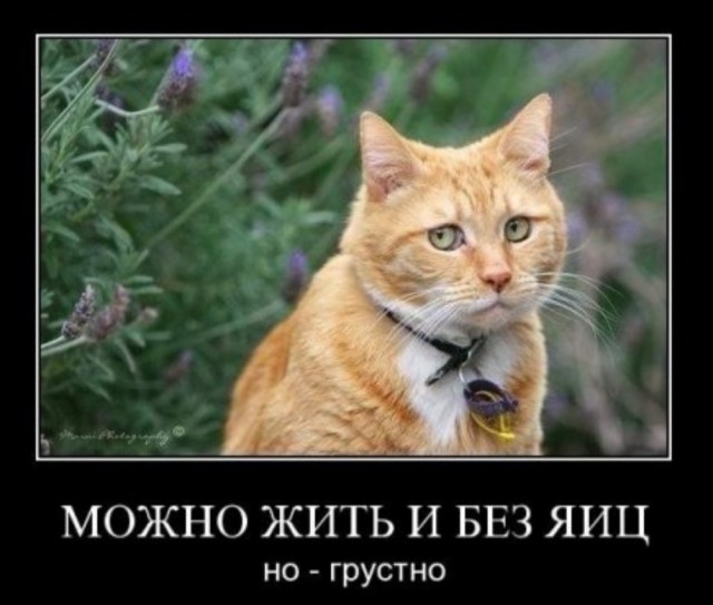ТруЪ демотиваторы