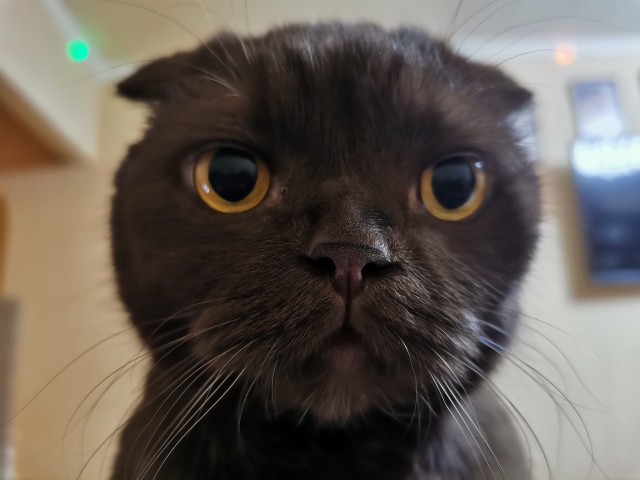 Вторник. Котэ. Пора
