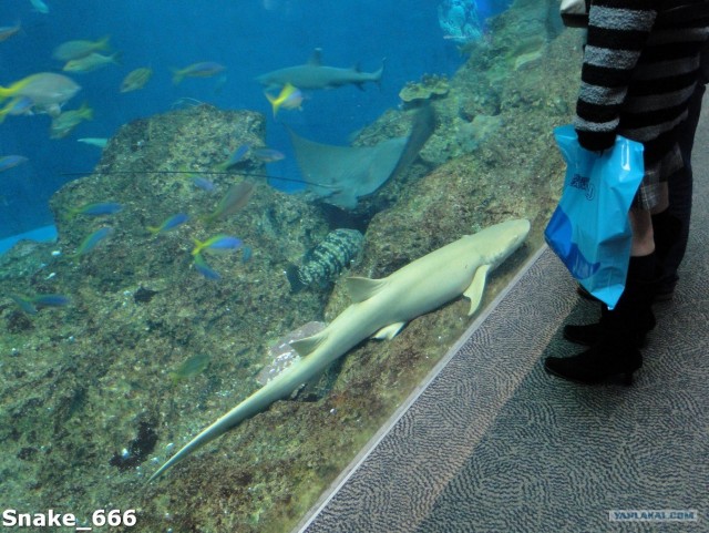 SeaworlD  Япония