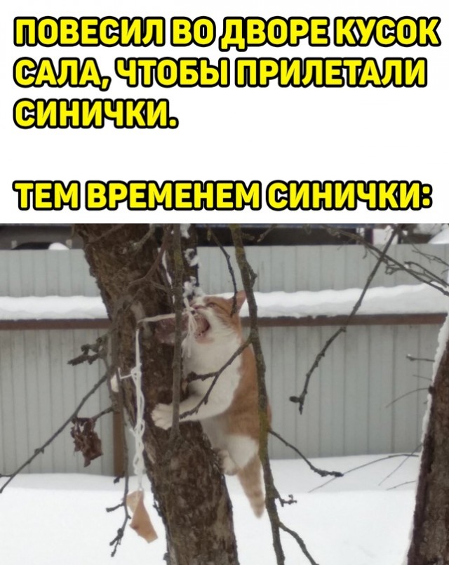 Картинки и мемы для настроения - 15