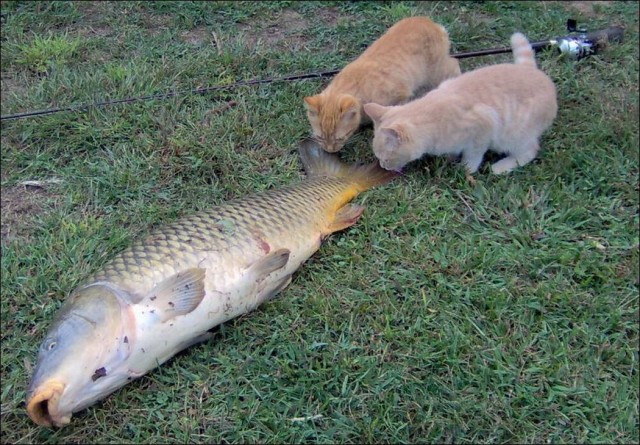 Забавные и милые котейки