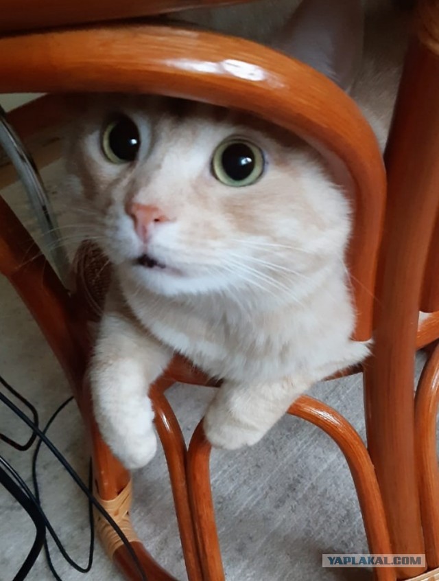 Кошки в Киеве