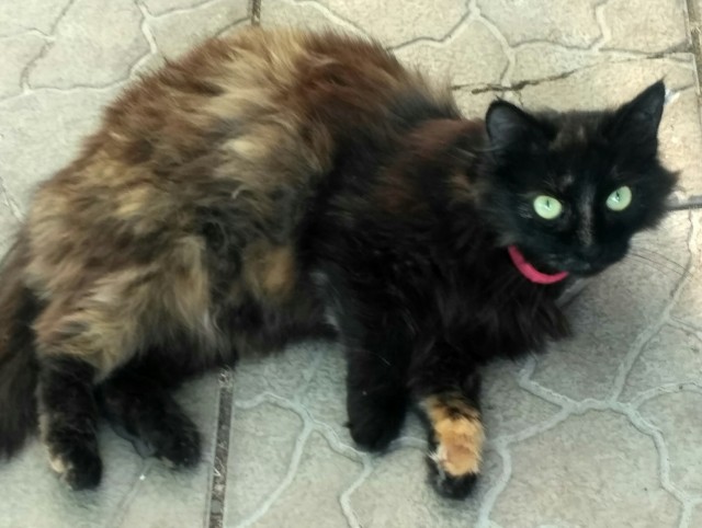 Котовторнику посвящается