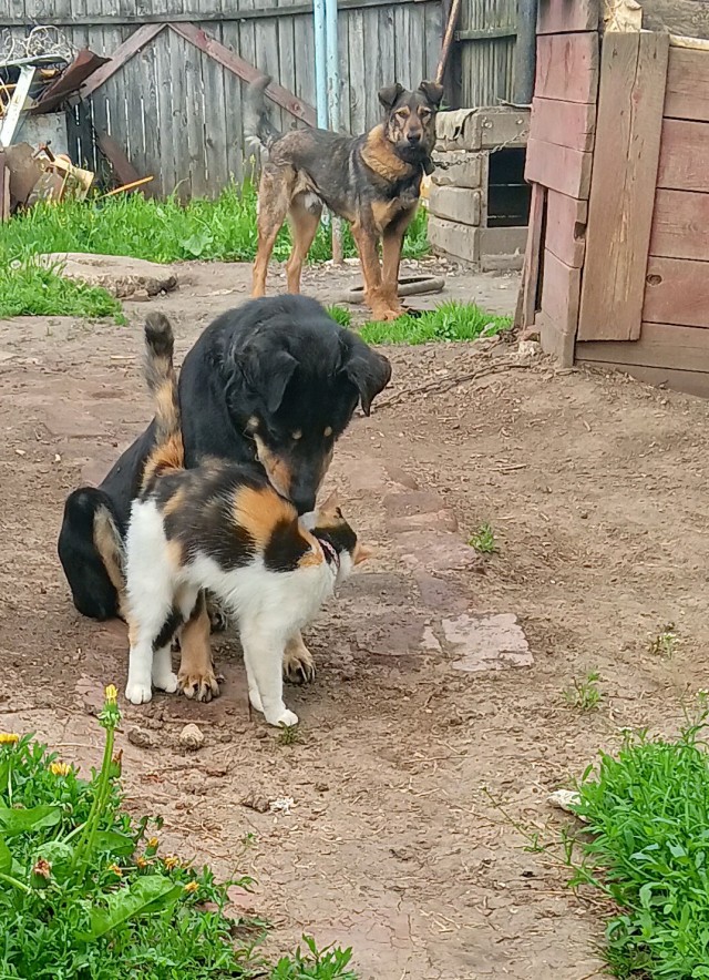 Лето и коты