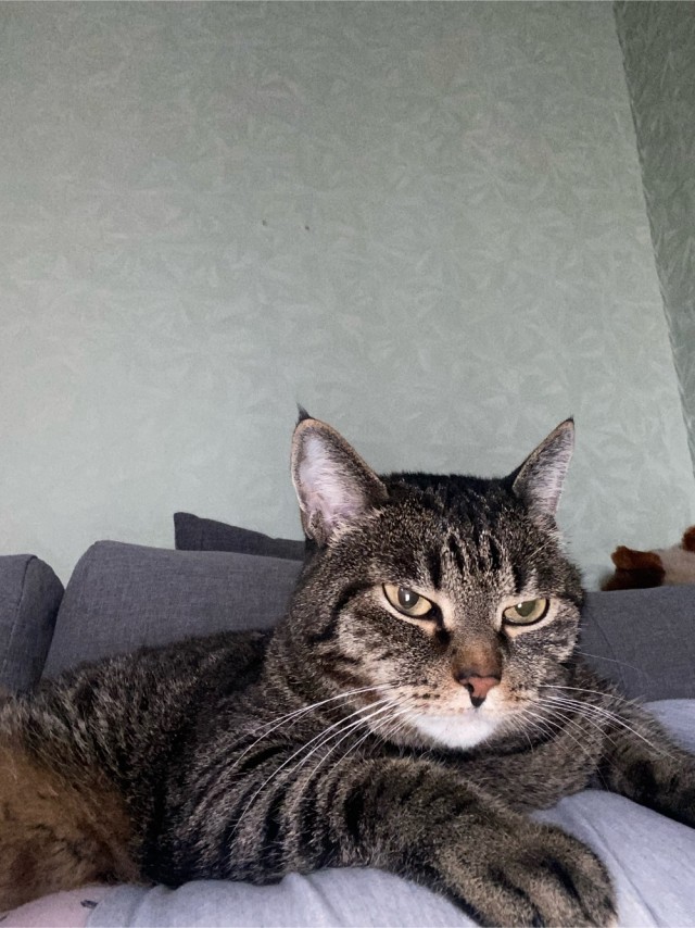 Котовторник 19.07.22