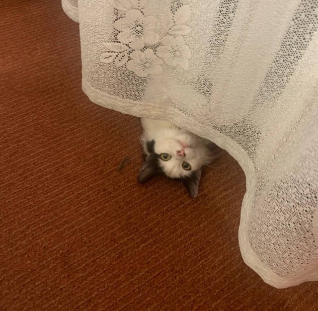 Кошка Киви
