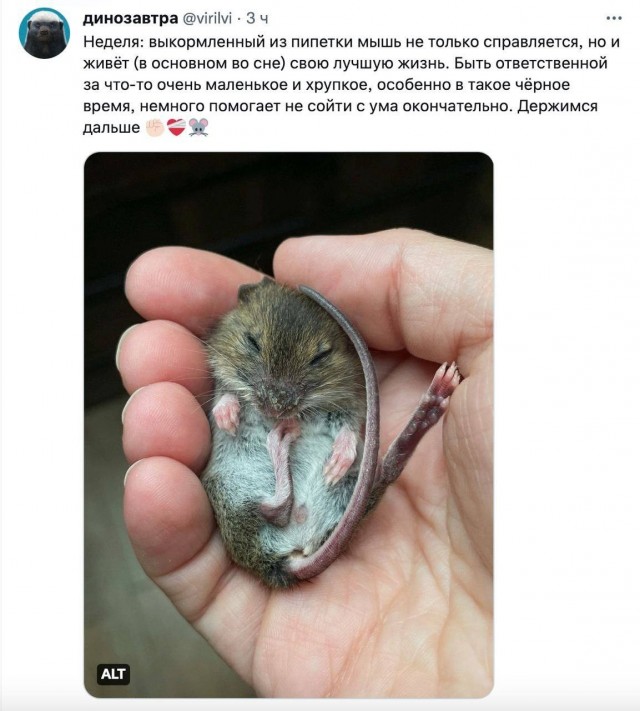Девушка нашла новорождённого мышонка и решила его вырастить