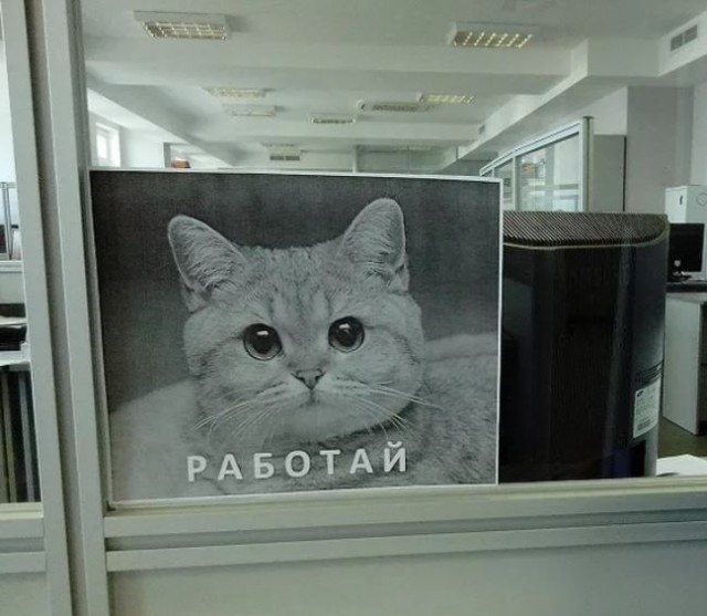 Пандемия съехавших крыш - разновидности болезни. Россия и мир. Часть 44.
