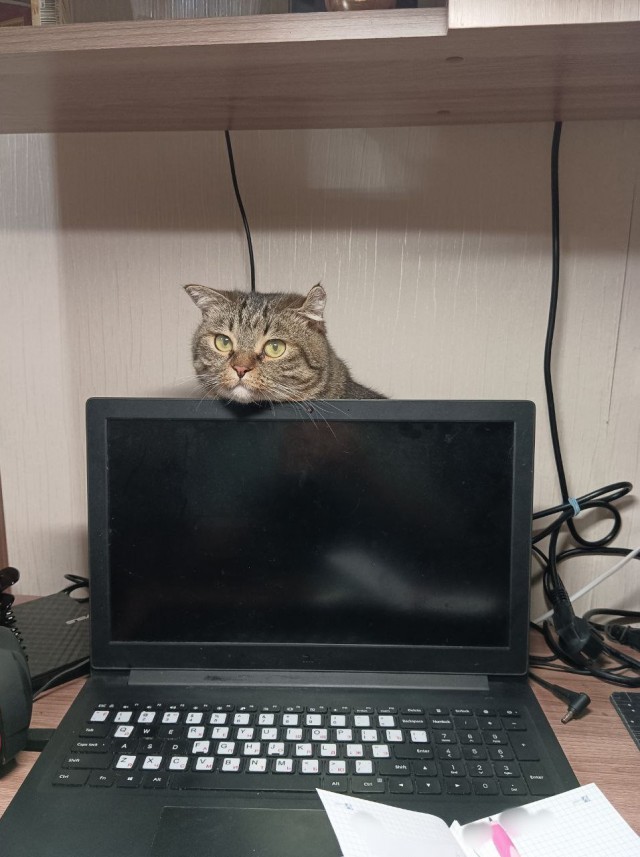 Вторник, ваши коты и кошки в студию