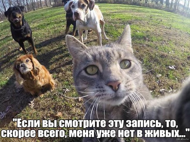 Немного картинок для настроения