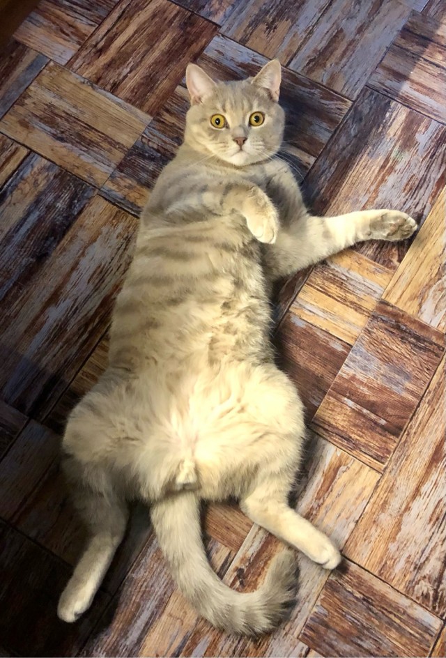 Котовторник
